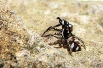 Un mle saltique chevronne (Araneae - Salticidae - Salticus scenicus)